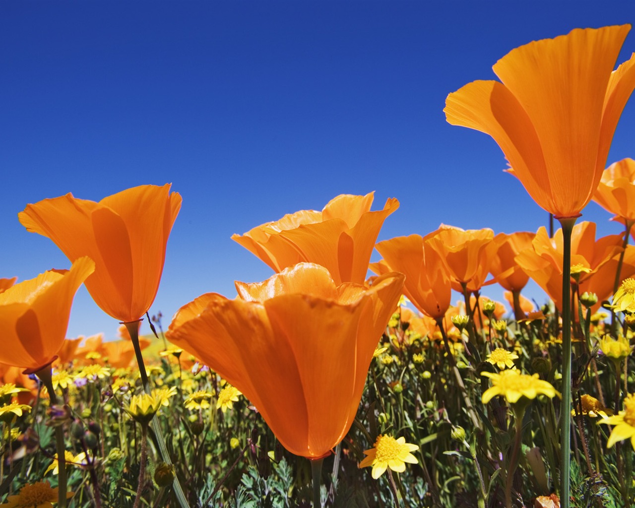 Widescreen-Wallpaper Blumen close-up (13) #4 - 1280x1024