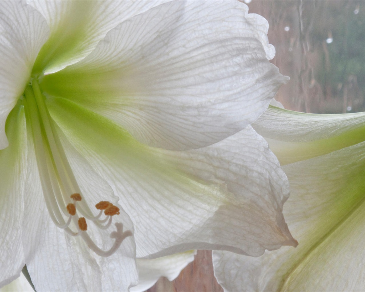 fleurs fond d'écran Widescreen close-up (14) #4 - 1280x1024