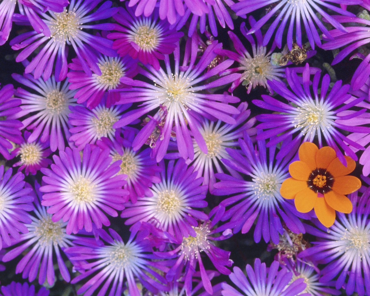 fleurs fond d'écran Widescreen close-up (14) #5 - 1280x1024