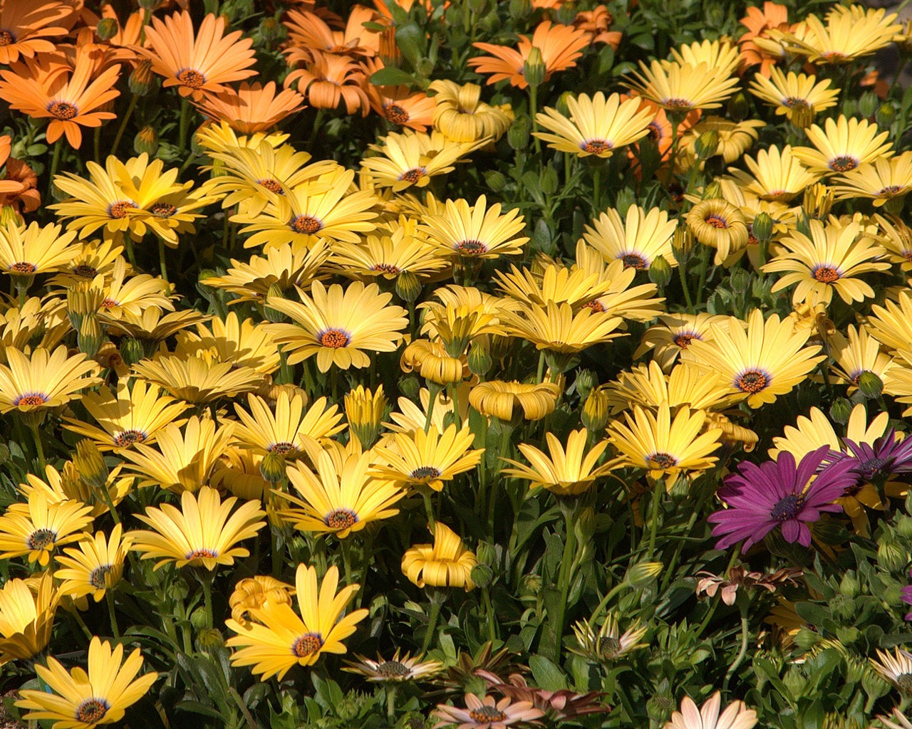 Širokoúhlý tapety květiny close-up (15) #20 - 1280x1024