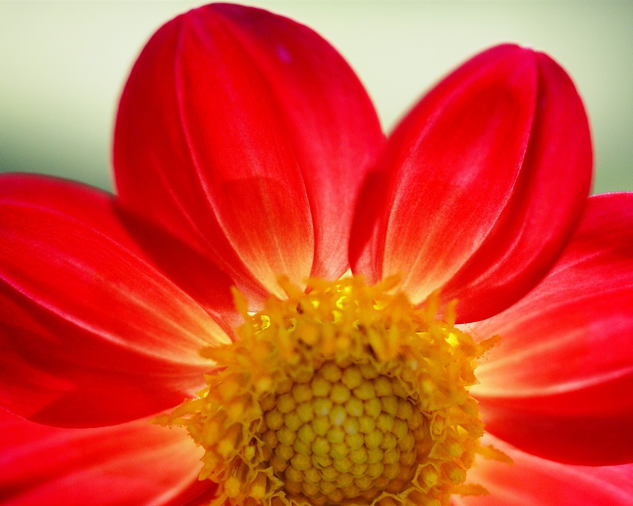 fleurs fond d'écran Widescreen close-up (16) #13 - 1280x1024