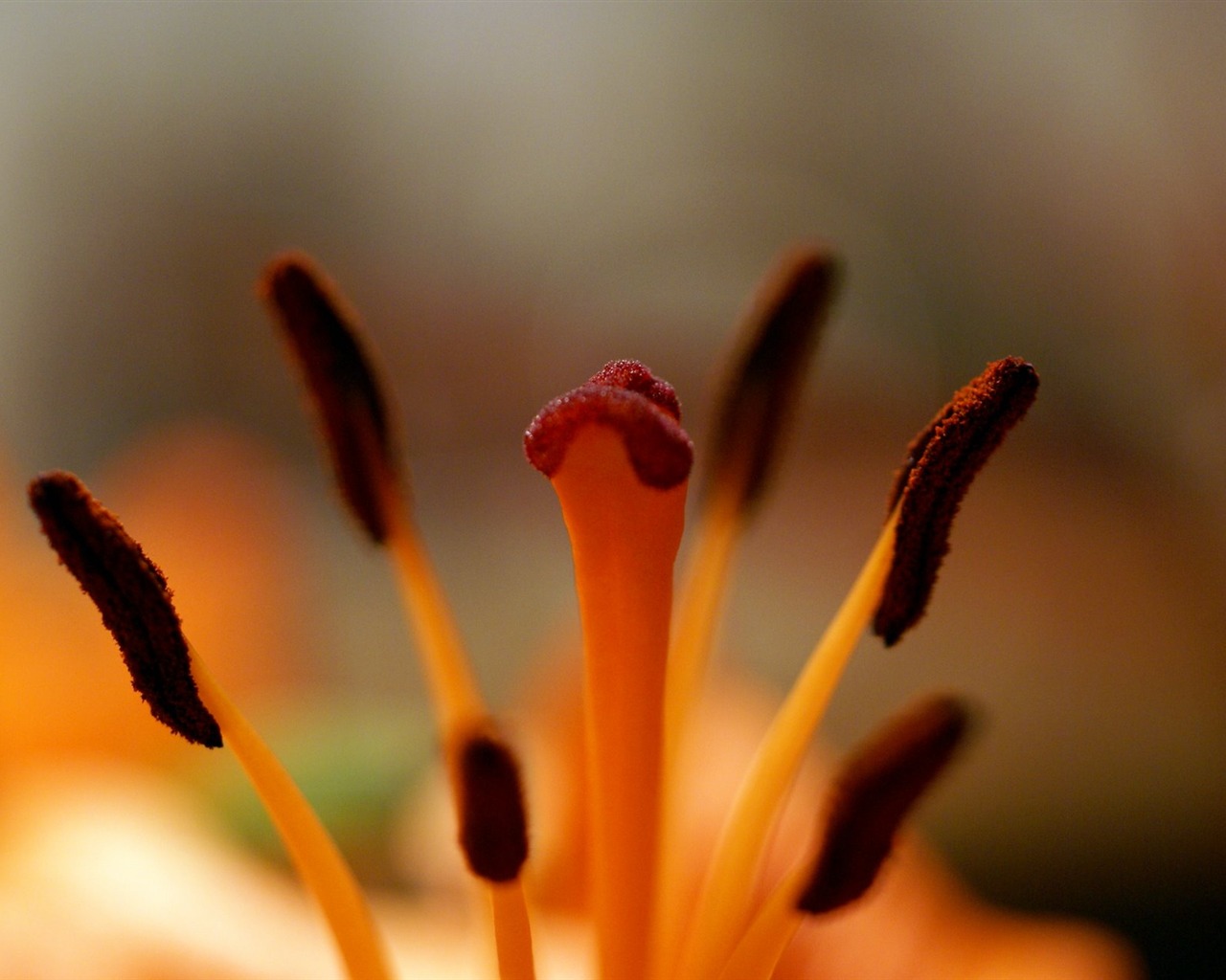 Širokoúhlý tapety květiny close-up (18) #2 - 1280x1024