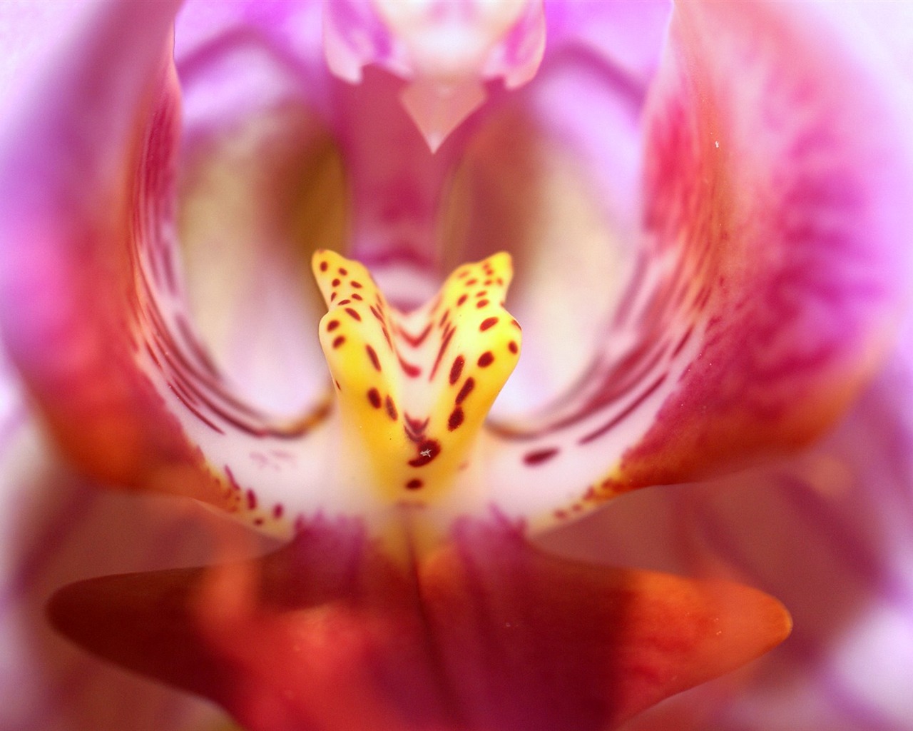 Širokoúhlý tapety květiny close-up (18) #5 - 1280x1024