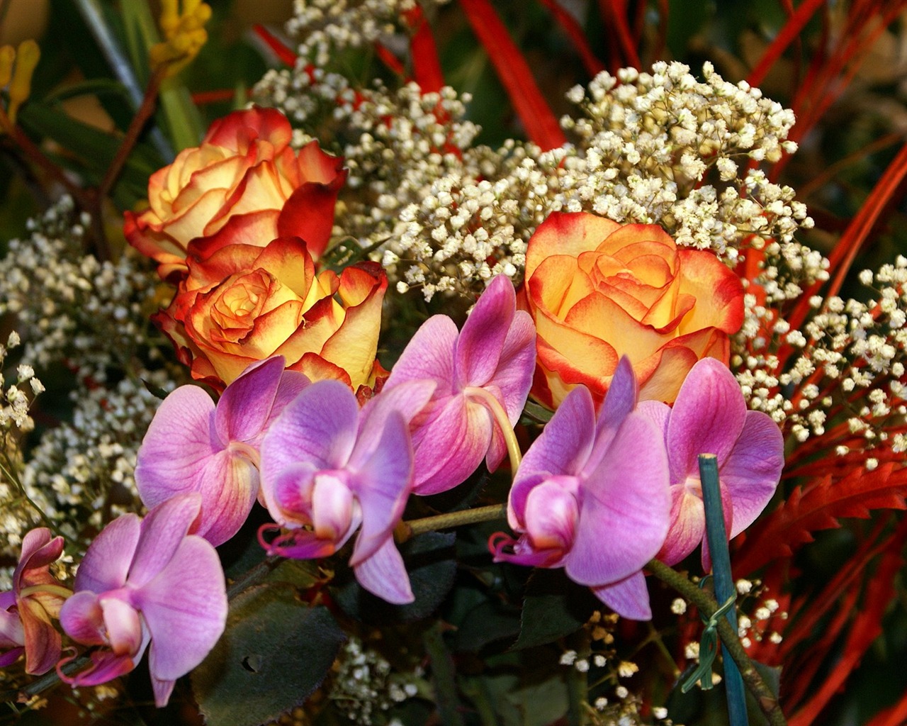 Širokoúhlý tapety květiny close-up (18) #15 - 1280x1024