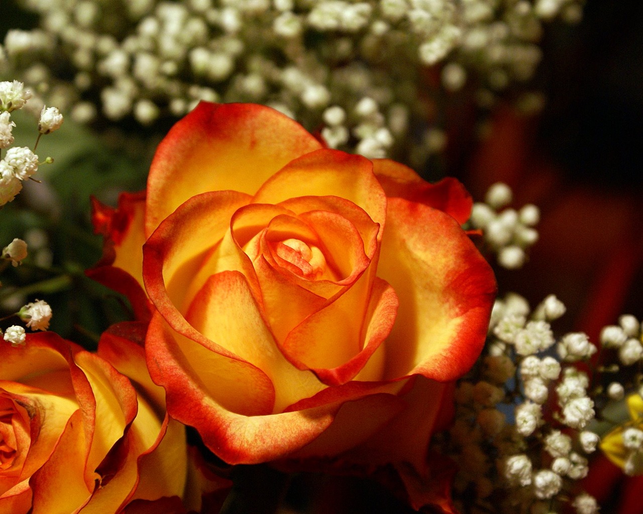 Širokoúhlý tapety květiny close-up (18) #20 - 1280x1024