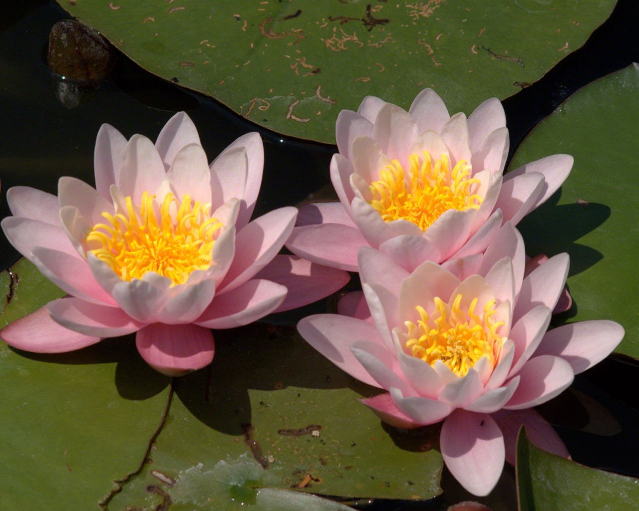 Water Lily HD papel tapiz #1 - 1280x1024