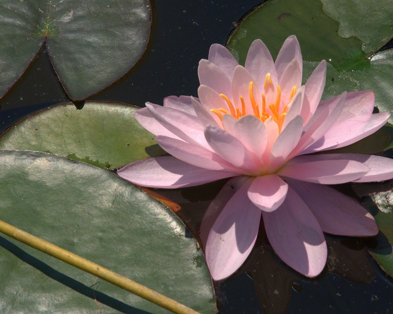 Water Lily HD papel tapiz #2 - 1280x1024