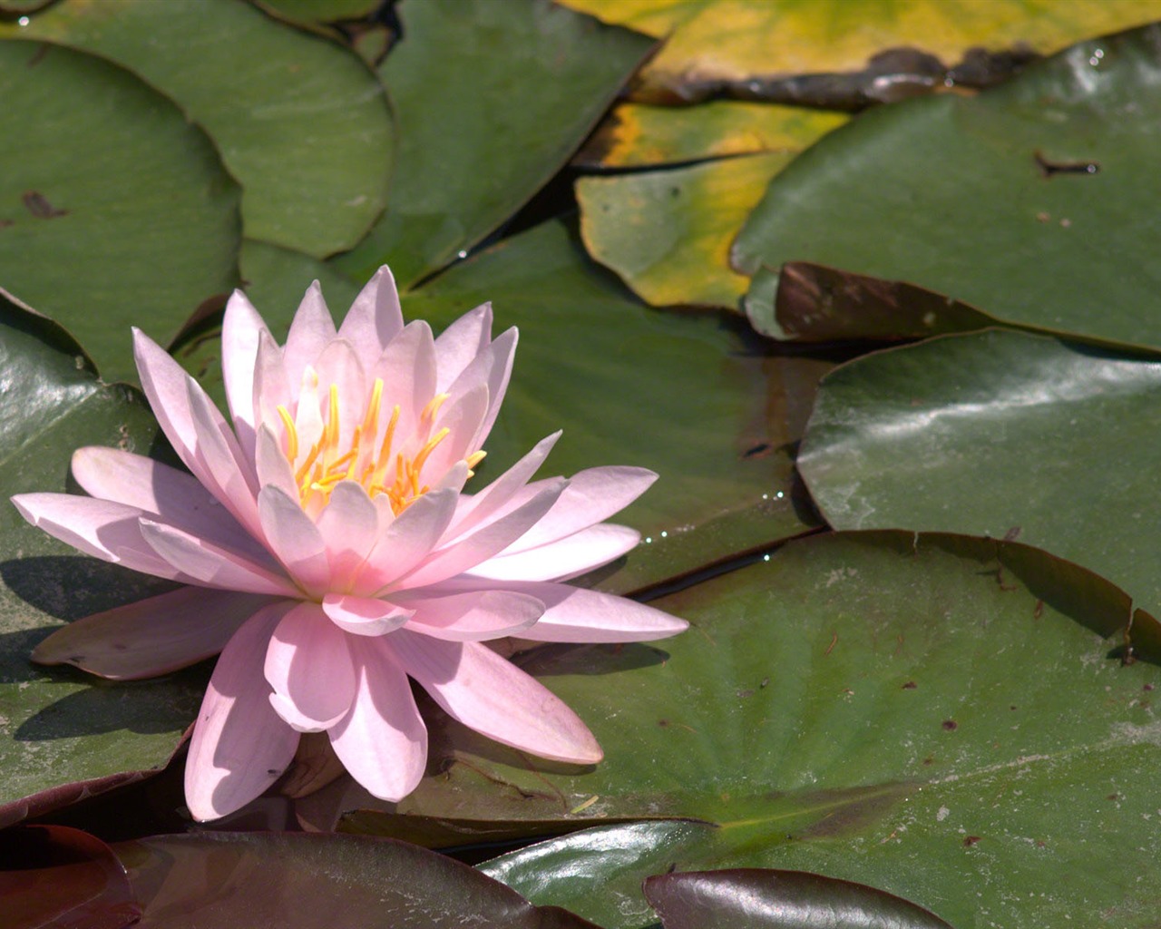 Water Lily HD papel tapiz #4 - 1280x1024