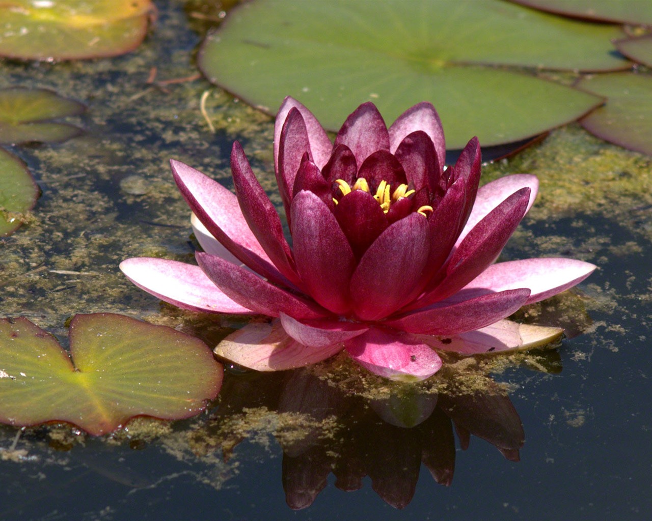 Water Lily wallpaper HD #5 - 1280x1024