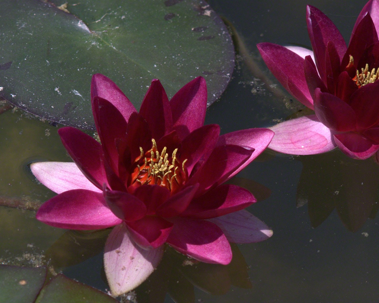 Water Lily HD wallpaper #6 - 1280x1024