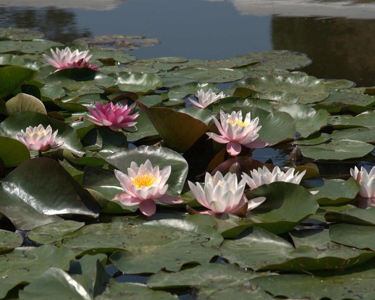 Water Lily 睡莲 高清壁纸7 - 1280x1024