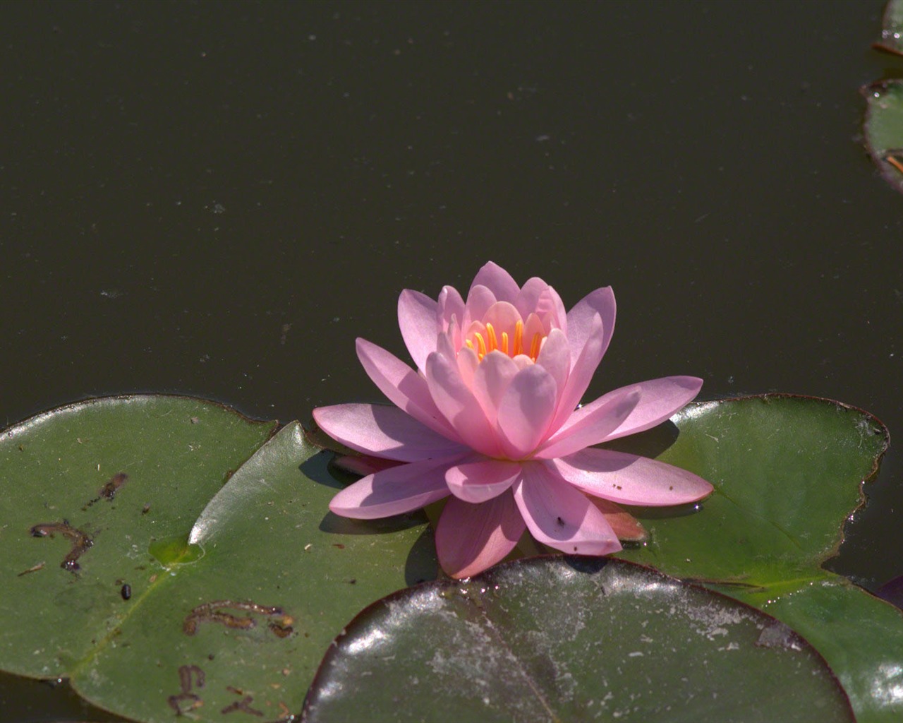 Water Lily wallpaper HD #23 - 1280x1024