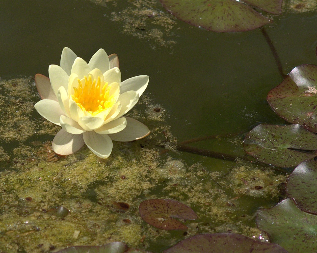 Water Lily wallpaper HD #26 - 1280x1024