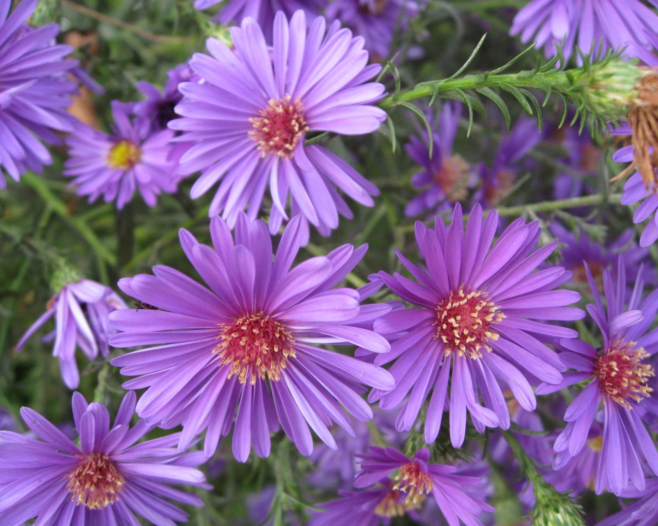 Aster Flowers 紫菀花 壁纸专辑3 - 1280x1024