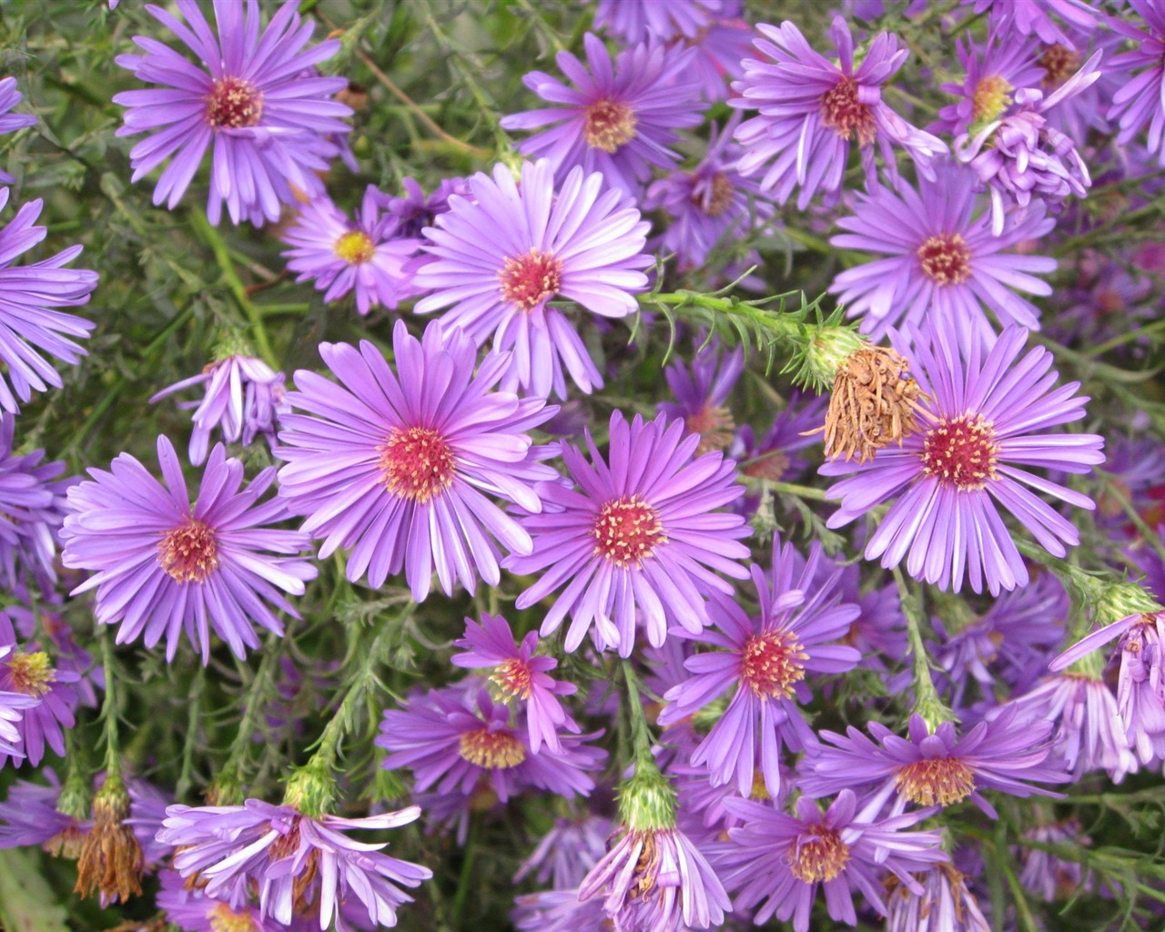 Aster Flowers 紫菀花 壁纸专辑4 - 1280x1024