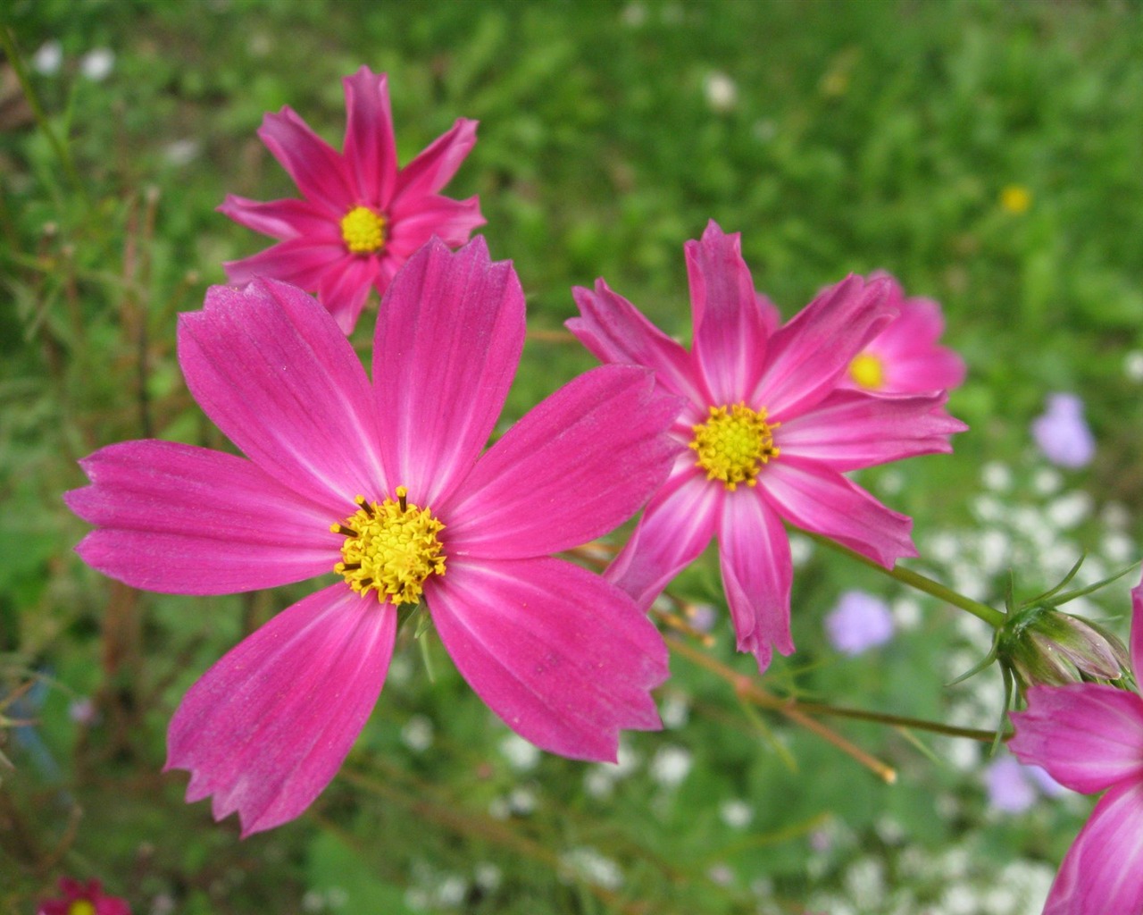 アスターの花の壁紙アルバム #10 - 1280x1024