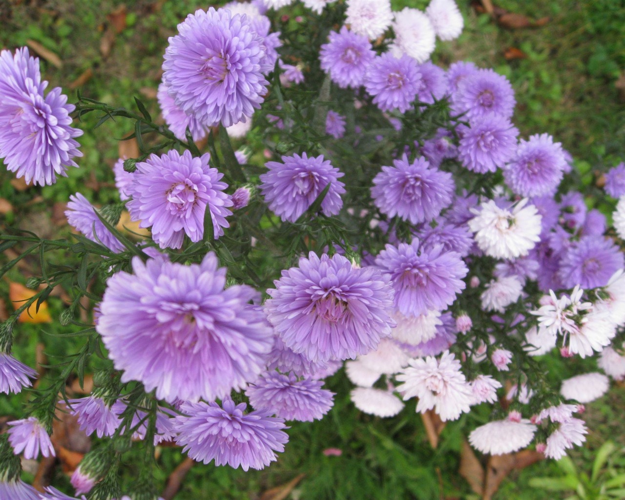 Aster Flowers 紫菀花 壁纸专辑14 - 1280x1024