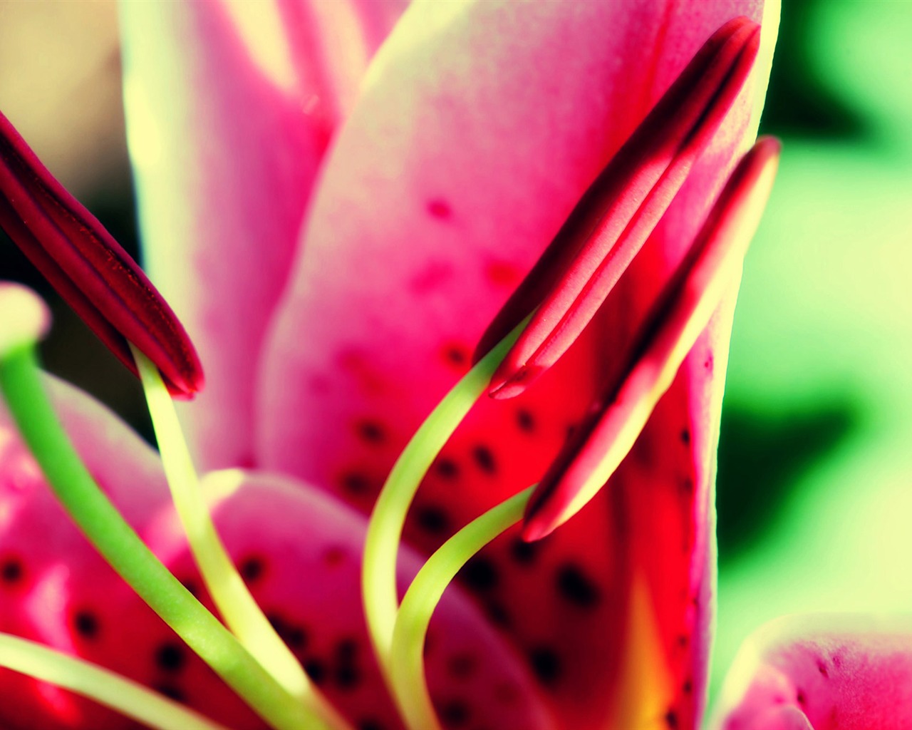 fleurs fond d'écran Widescreen close-up (21) #2 - 1280x1024