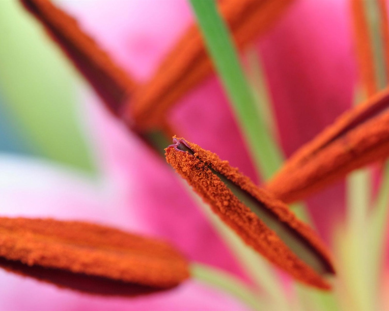 Širokoúhlý tapety květiny close-up (22) #1 - 1280x1024