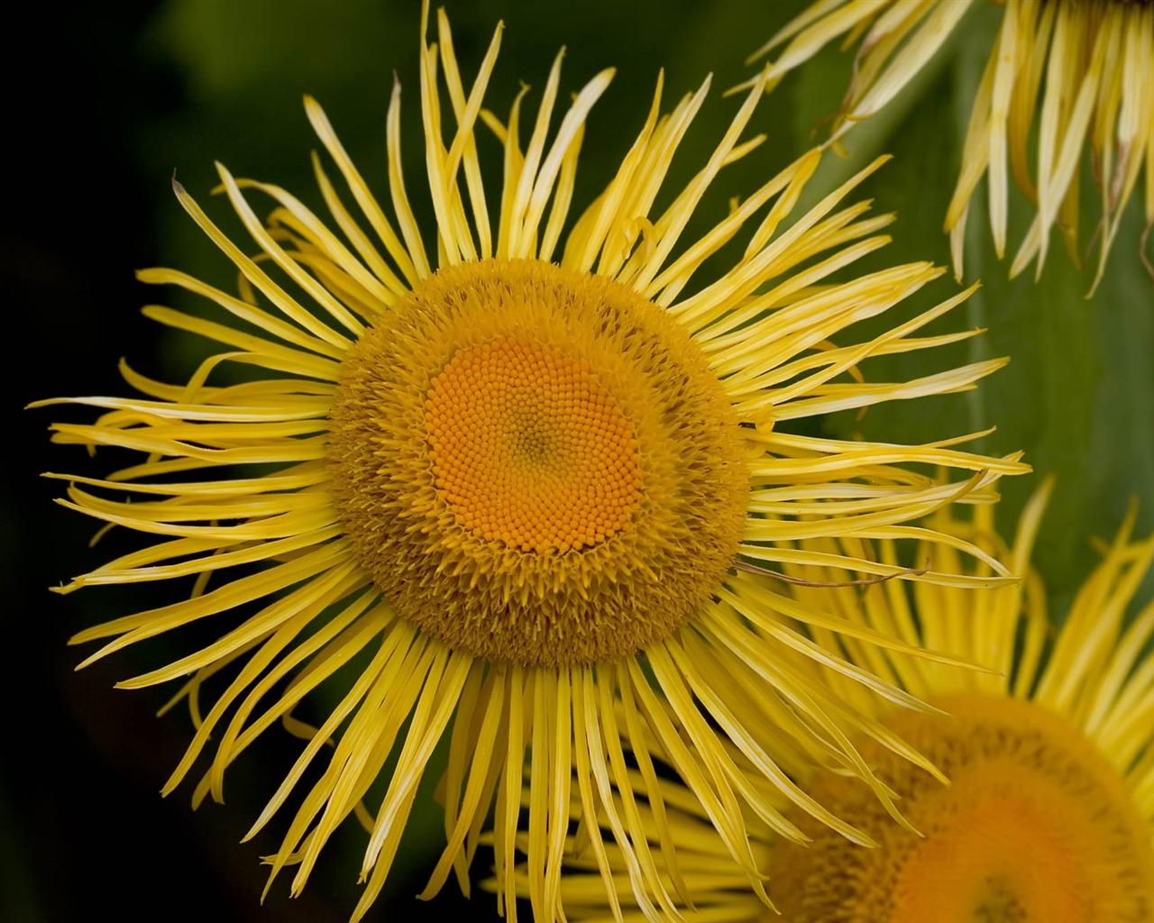 fleurs fond d'écran Widescreen close-up (22) #12 - 1280x1024