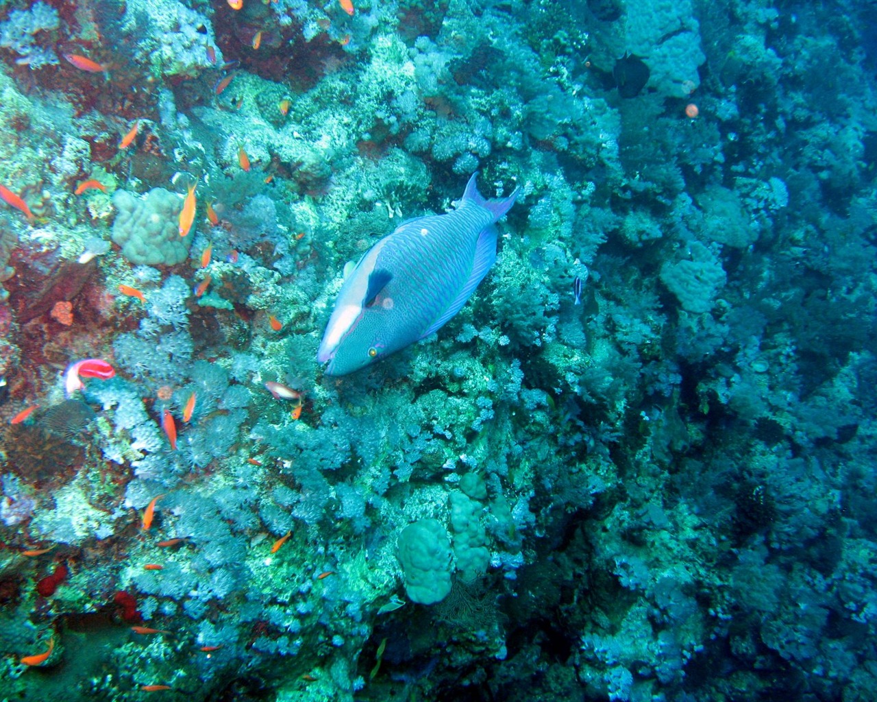 Zábava Underwater World (4) #5 - 1280x1024