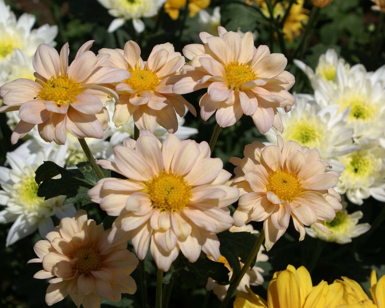 Širokoúhlý tapety květiny close-up (25) #6 - 1280x1024
