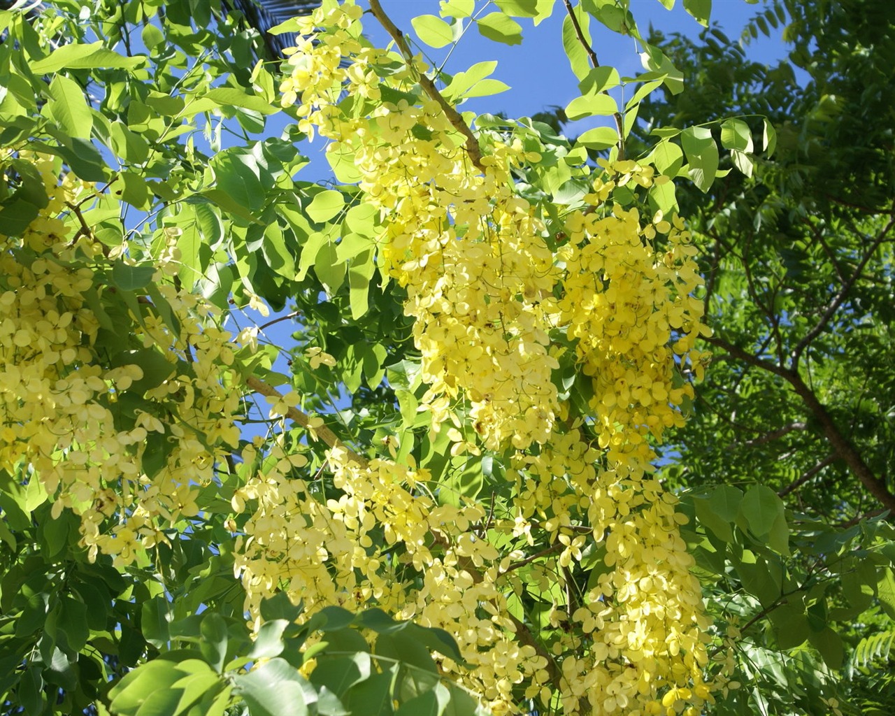 fleurs fond d'écran Widescreen close-up (28) #5 - 1280x1024