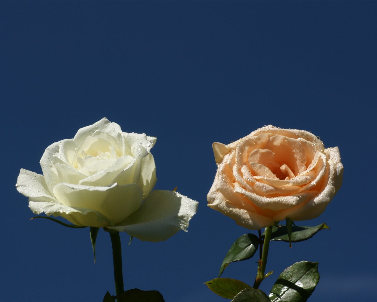 Rose Fondos de Fotografía (9) #5 - 1280x1024