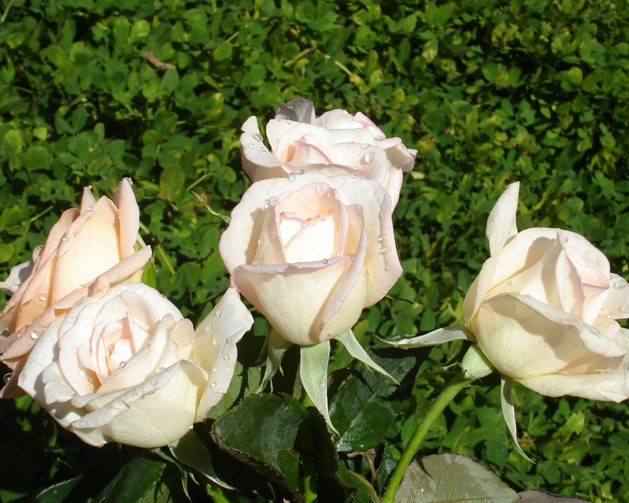 Rose Fondos de Fotografía (9) #9 - 1280x1024