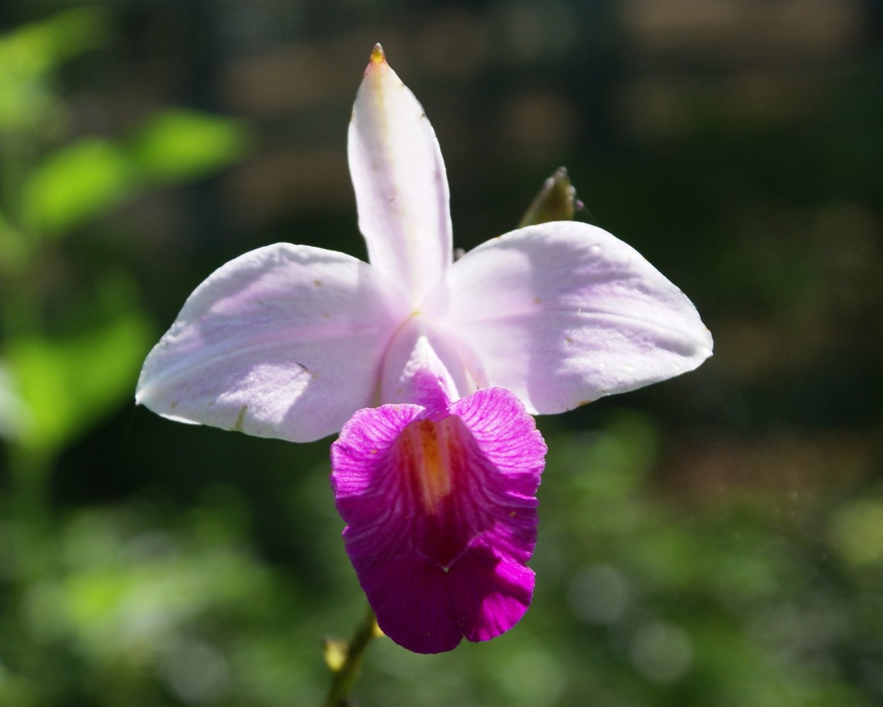 Орхидея обои фото (1) #8 - 1280x1024
