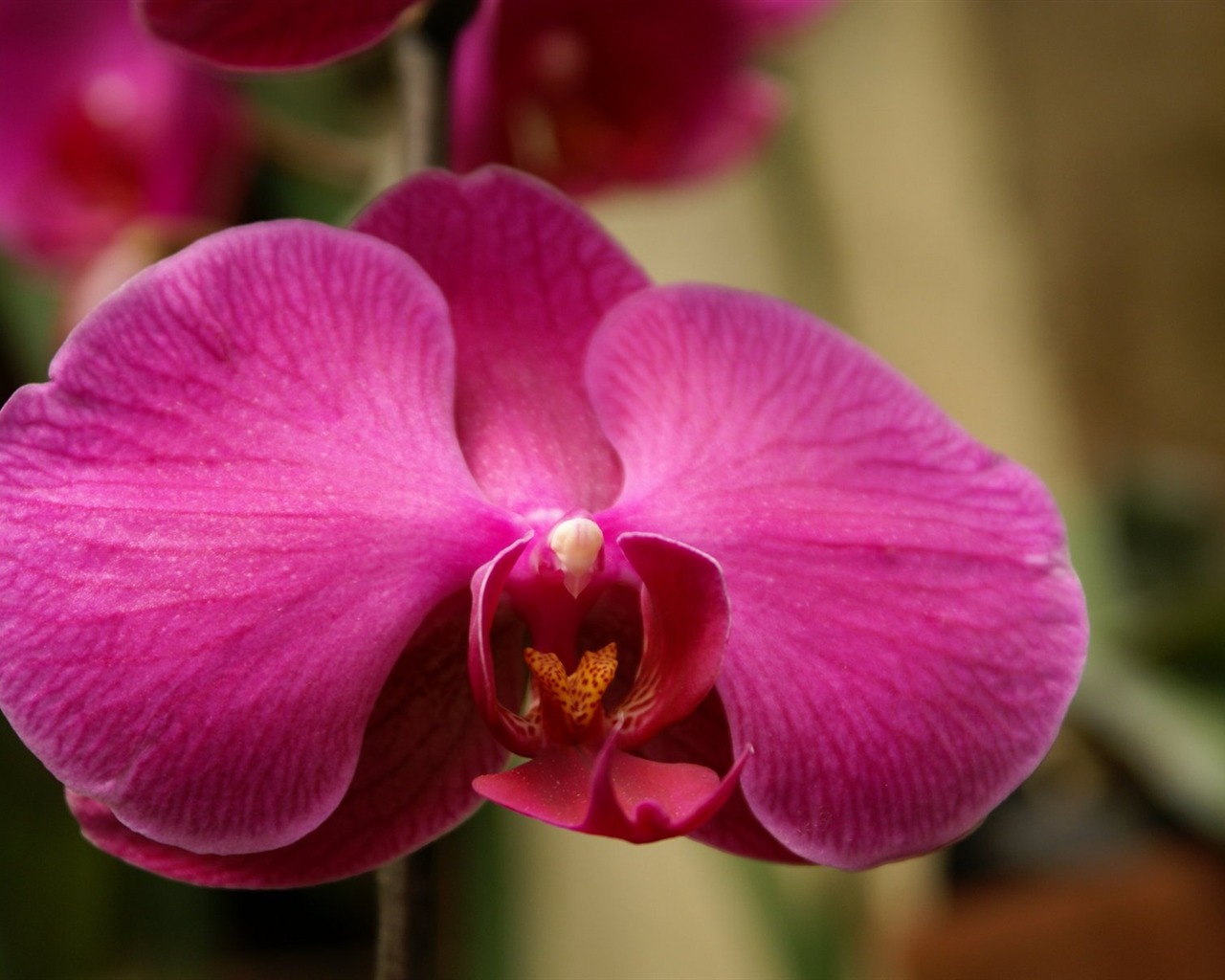 Orchidej tapety foto (1) #12 - 1280x1024