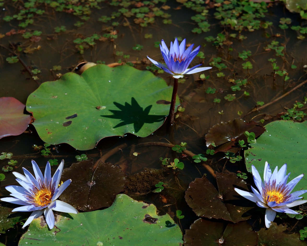 Lotus фото обои (1) #3 - 1280x1024