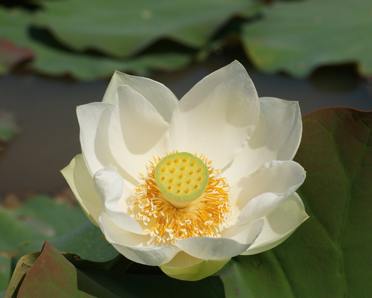 Lotus фото обои (1) #18 - 1280x1024