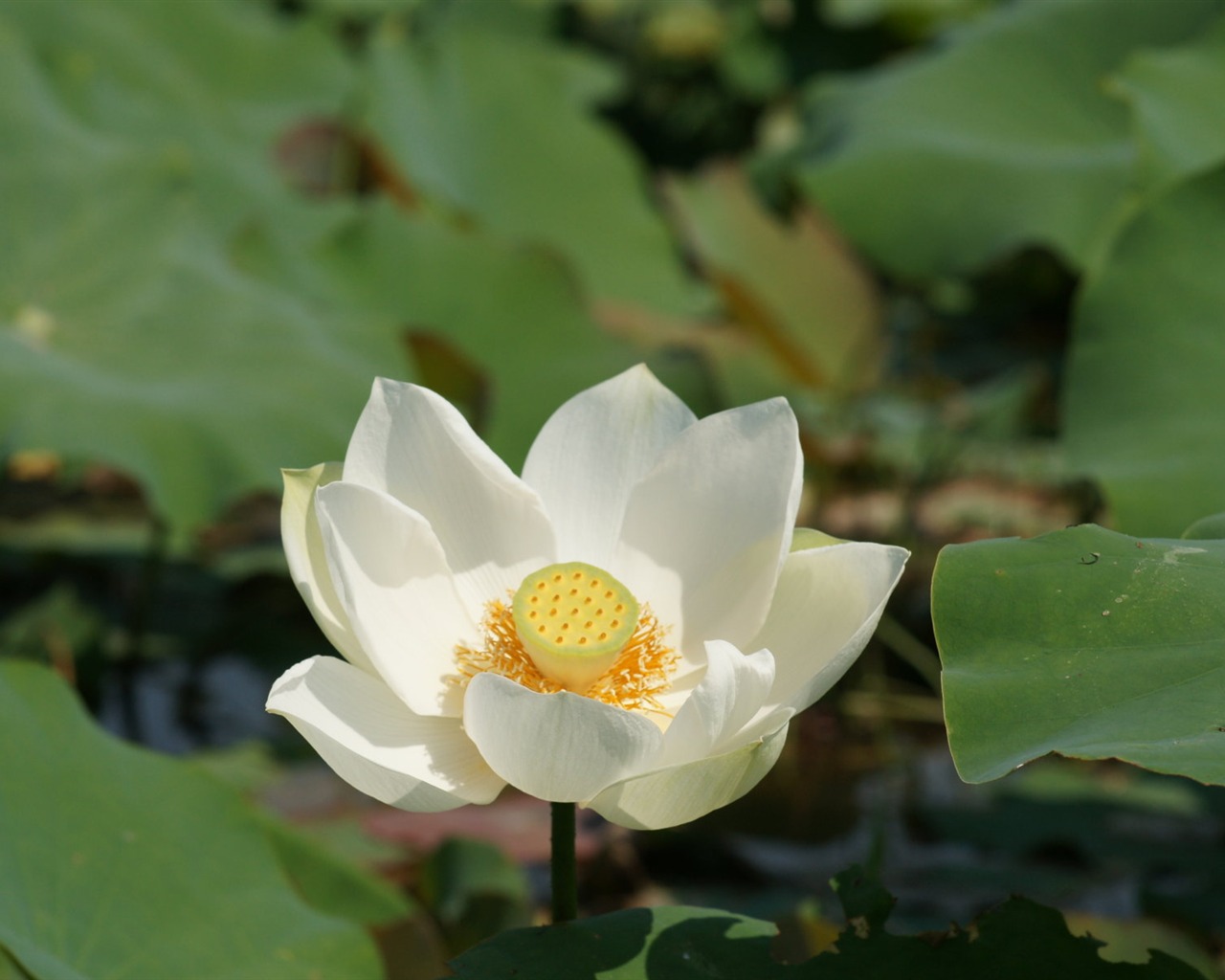 Lotus фото обои (1) #19 - 1280x1024