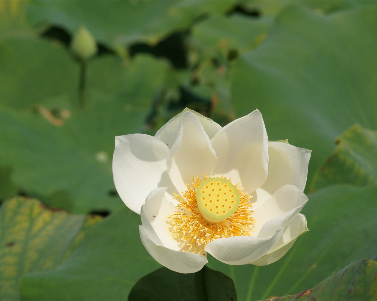 Lotus Fototapete (1) #20 - 1280x1024
