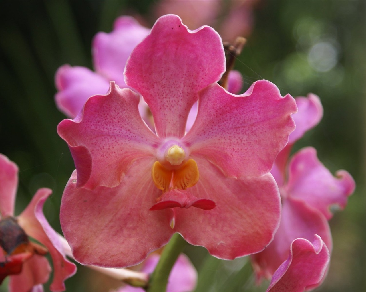 Орхидея обои фото (2) #1 - 1280x1024
