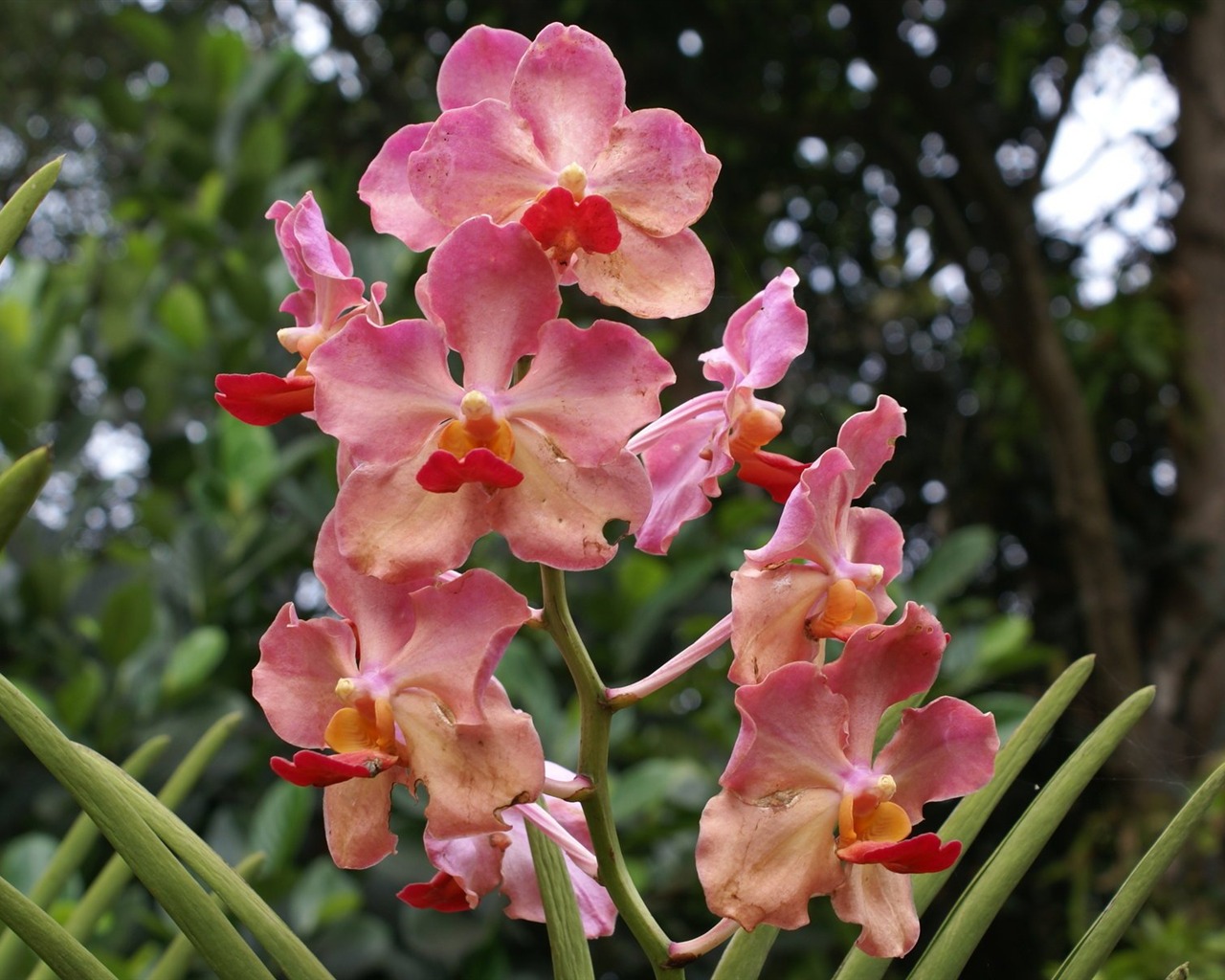 Орхидея обои фото (2) #2 - 1280x1024