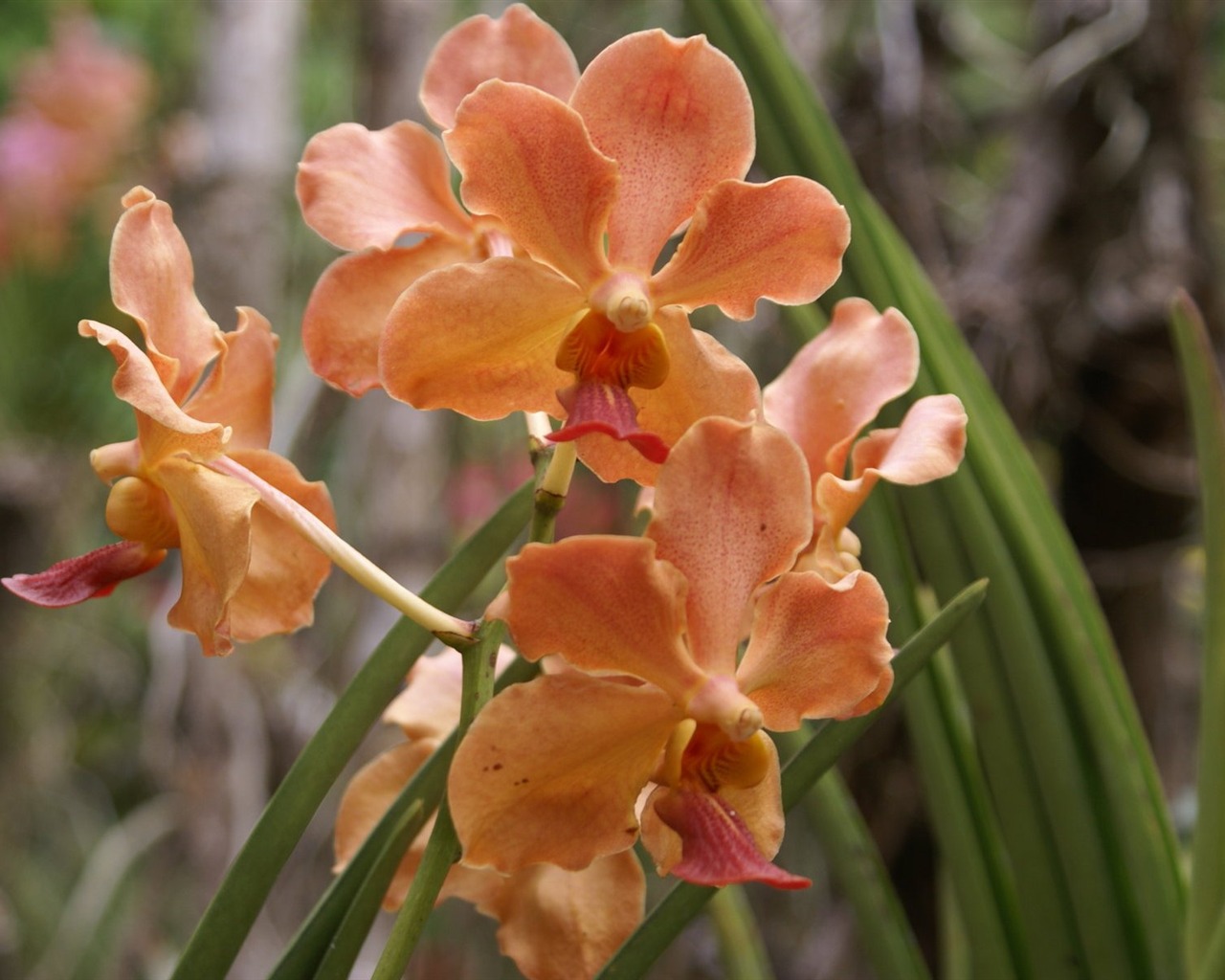 Орхидея обои фото (2) #3 - 1280x1024