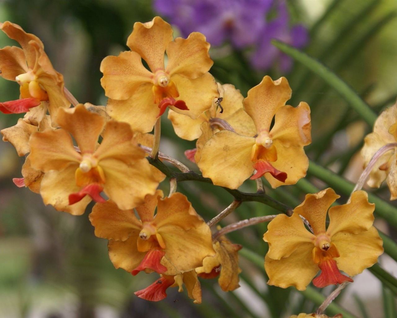 Орхидея обои фото (2) #4 - 1280x1024