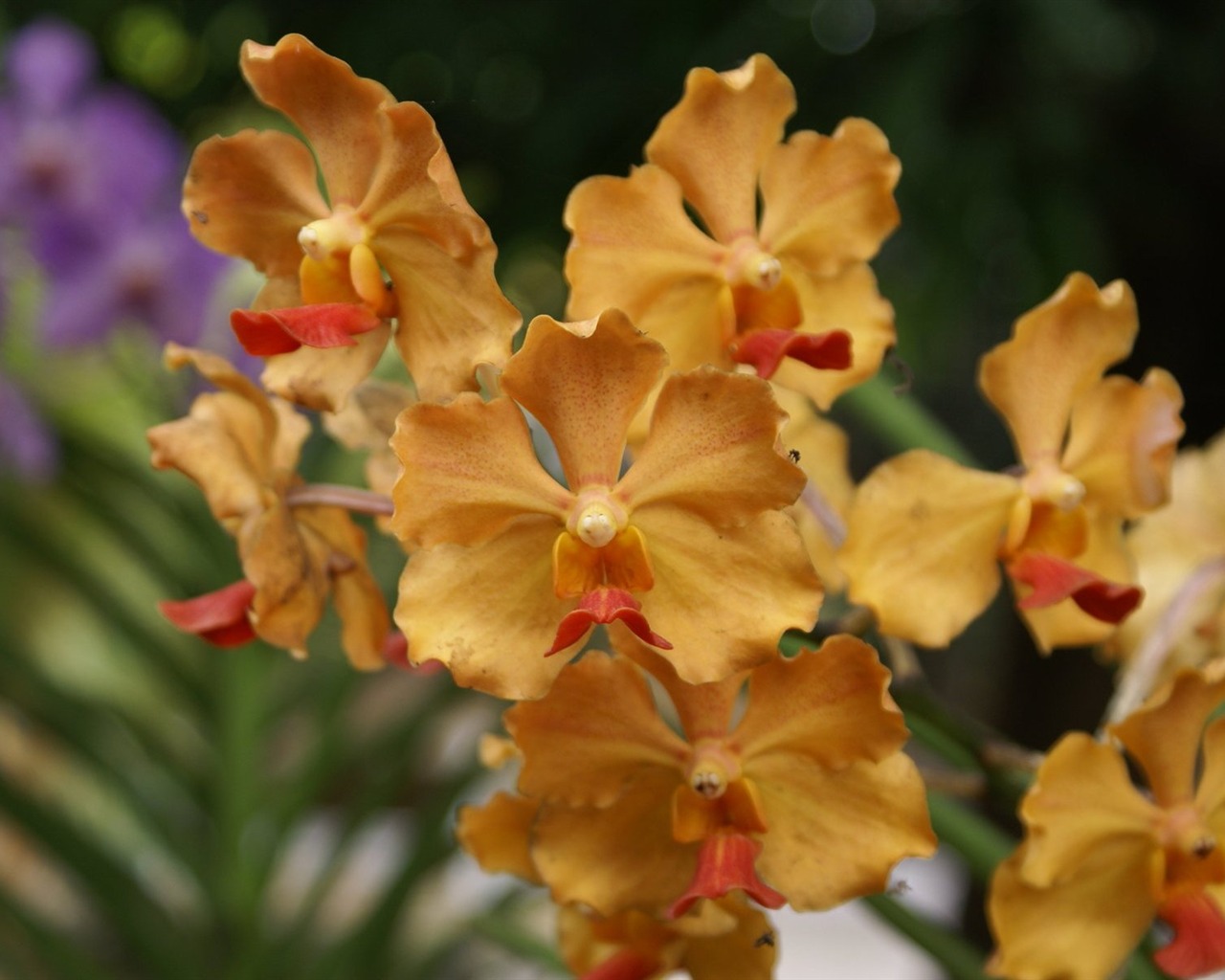Орхидея обои фото (2) #5 - 1280x1024