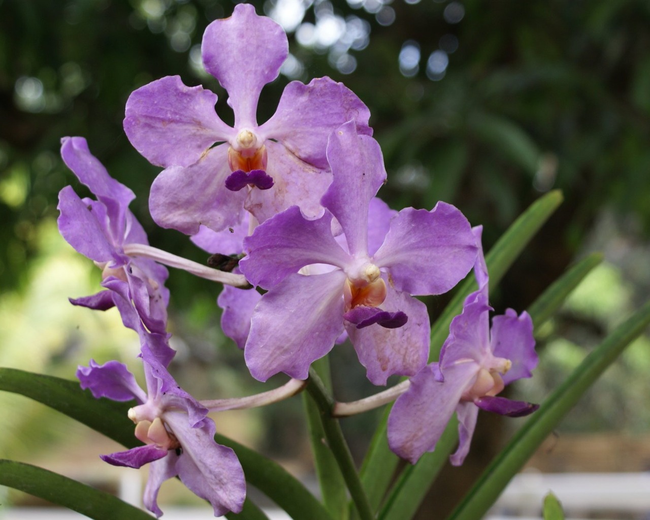 Орхидея обои фото (2) #6 - 1280x1024