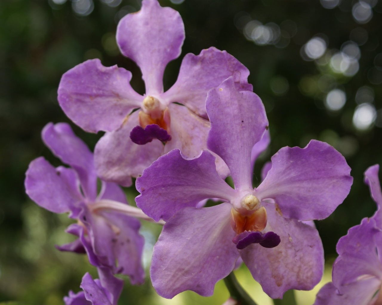 Орхидея обои фото (2) #7 - 1280x1024