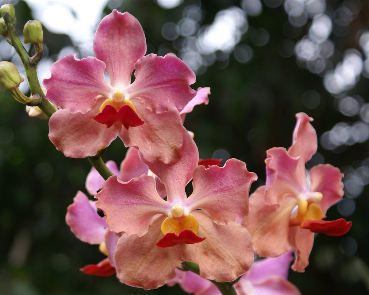 Орхидея обои фото (2) #9 - 1280x1024