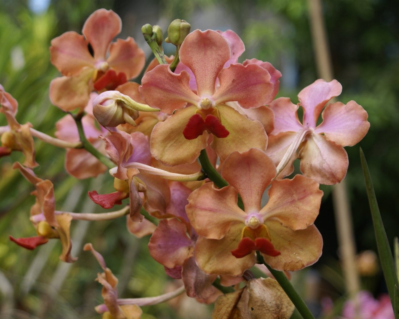 Орхидея обои фото (2) #10 - 1280x1024