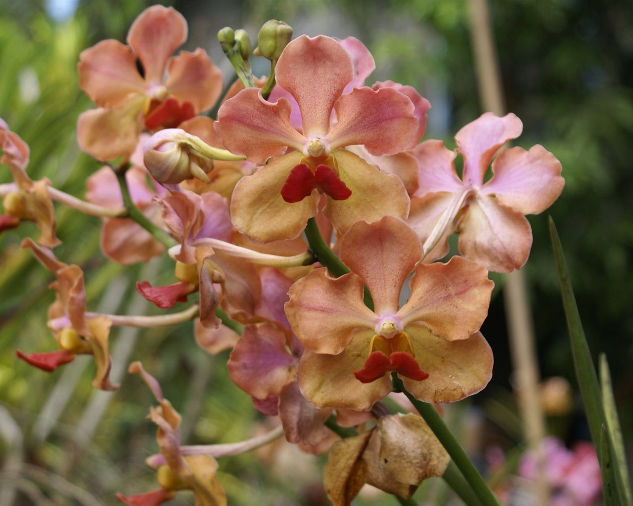 Орхидея обои фото (2) #11 - 1280x1024