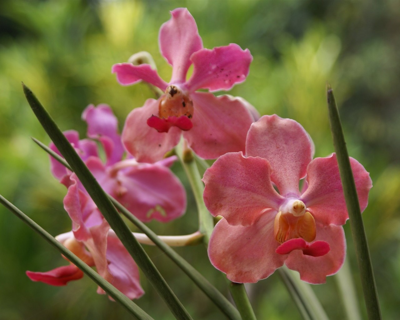 Орхидея обои фото (2) #12 - 1280x1024