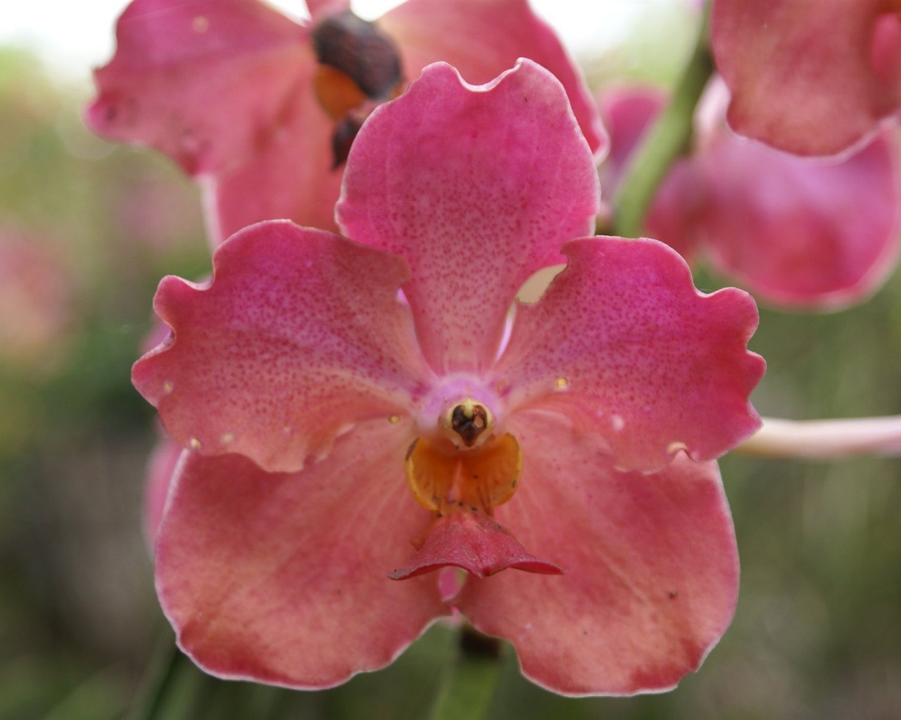 Орхидея обои фото (2) #13 - 1280x1024