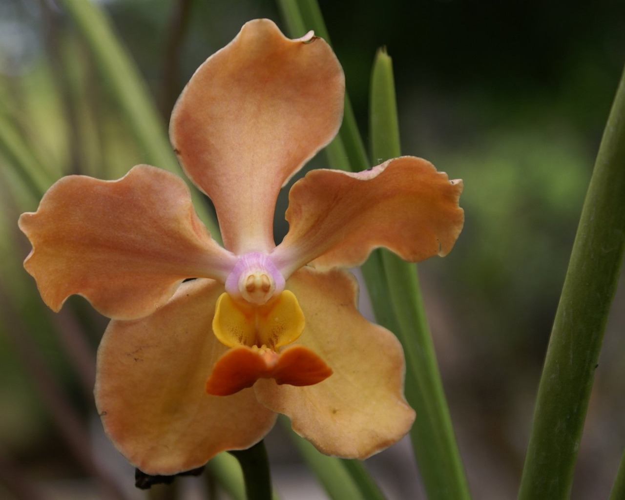 Орхидея обои фото (2) #14 - 1280x1024