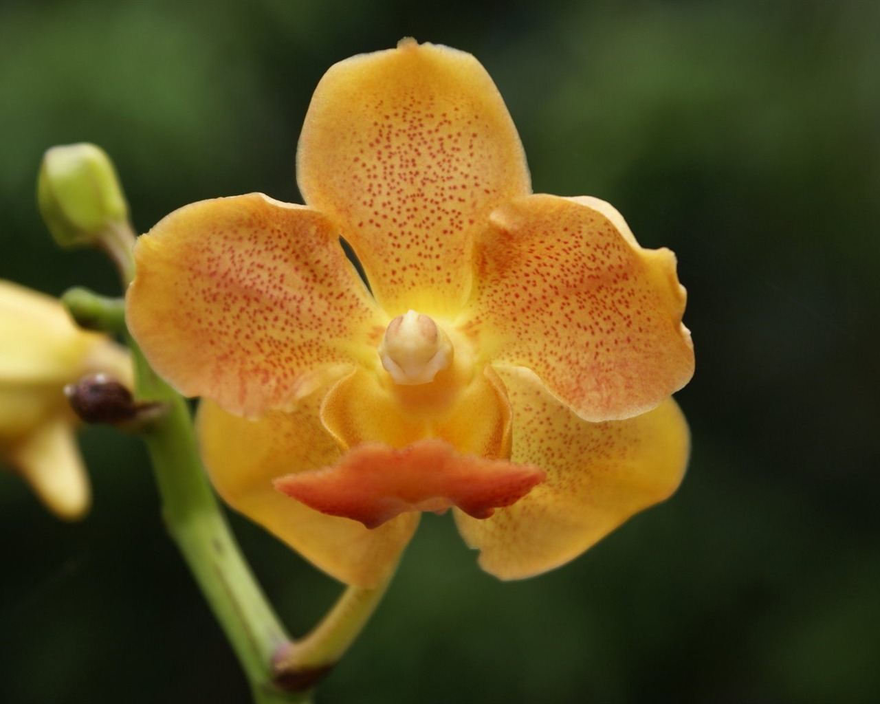 Орхидея обои фото (2) #15 - 1280x1024