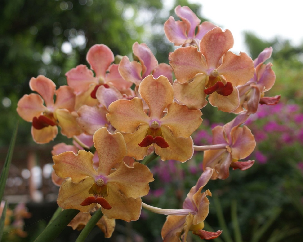 Орхидея обои фото (2) #17 - 1280x1024